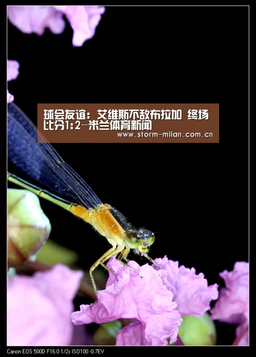 球会友谊: 艾维斯不敌布拉加 终场比分1